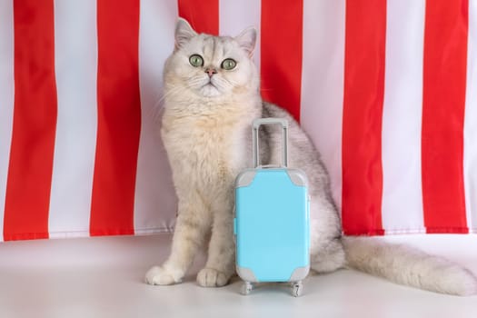 Gray cat with blue suitcase in front of red and white stripes.