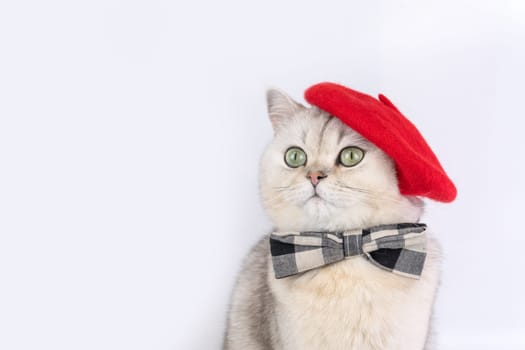 Charming grey cat wearing red beret and plaid bow tie against white background. Copy space artist