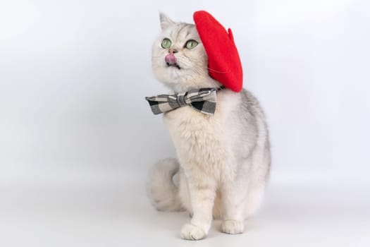 Charming cat with red beret and bow tie posing playfully artist