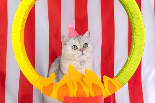 Cute gray cat with pink hat posing in front of circus-themed fire hoop.