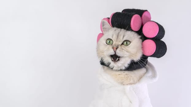 A white cat in curlers and a bathrobe looked surprised, opening its mouth.