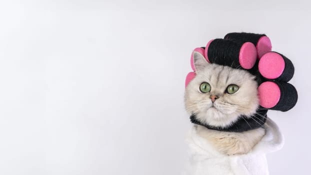 Adorable cat with pink hair rollers and white towel wrap looking away curious. Copy space