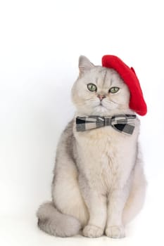 Stylish gray cat wearing red beret and plaid bow tie against white background, looking at camera. artist