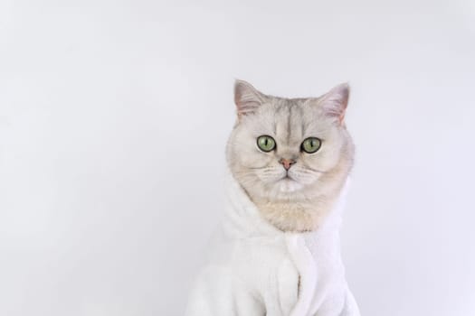 Adorable british shorthair cat in cozy white robe against white background.