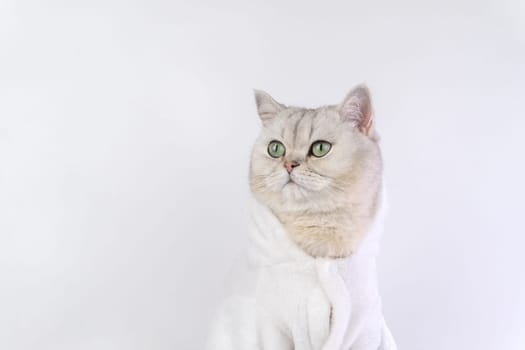 Cat wearing cozy white bathrobe against plain background, looking away. Copy space