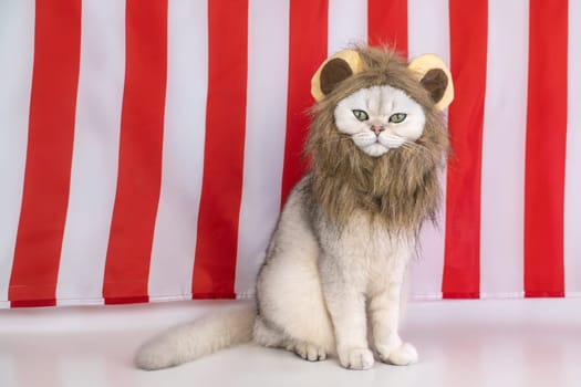 Cat in lion costume posing against red and white striped background.