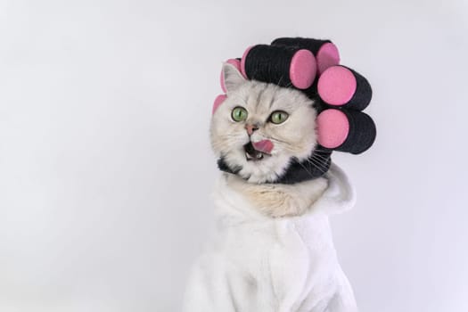 Playful cat dressed in white bathrobe with pink hair rollers licking lips against white background.