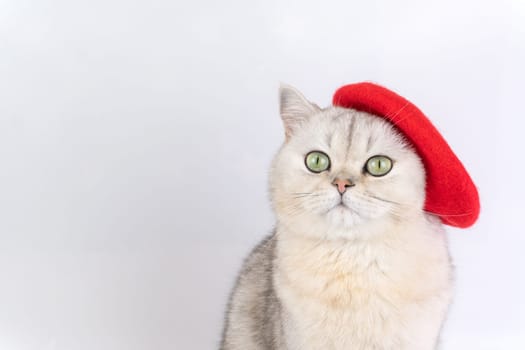 Gray cat wearing red beret with curious expression on white background. Close up artist