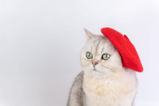 Adorable cat wearing red beret against white background, looking away artist