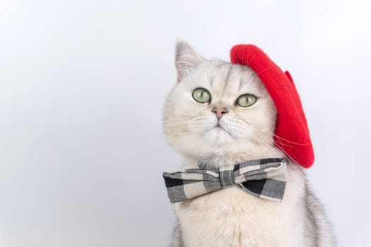 Elegant grey cat wearing red beret and plaid bow tie against white background. Close up artist