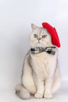 Charming cat in red beret and bowtie against plain background. artist
