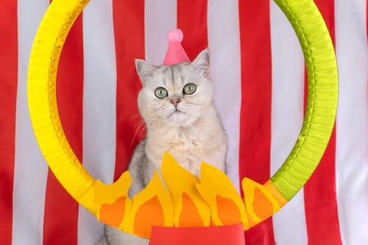 Cat with circus hat behind fiery hoop against red and white backdrop.
