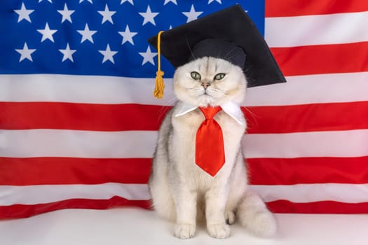 Cat in graduation cap with american flag background.