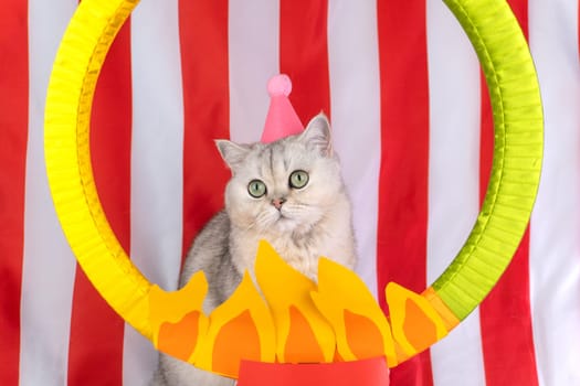 Adorable cat with party hat posing at circus-themed event.