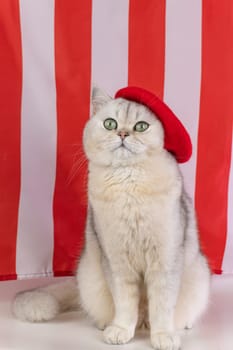 Elegant white cat wearing red beret against red and white striped background.