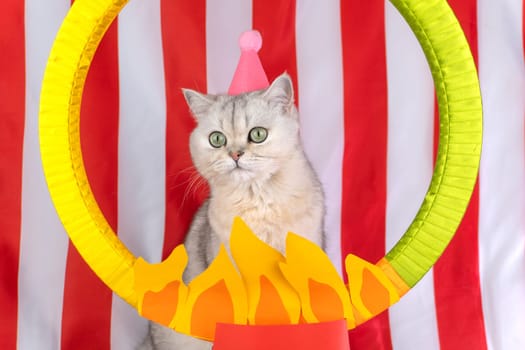 Cat in circus costume with fire ring and red striped background.