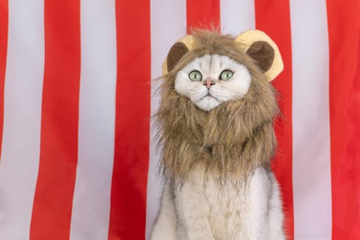 Cat wearing a lion mane against striped background, looking up