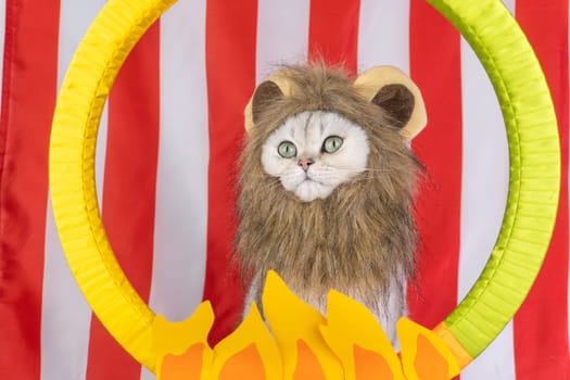 Cat dressed as lion with circus-themed backdrop featuring red stripes and yellow flames.