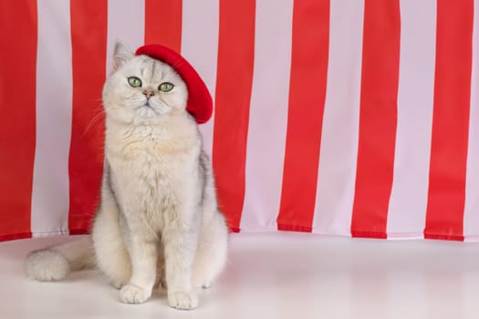 Adorable fluffy cat in red beret with red and white striped background. Copy space
