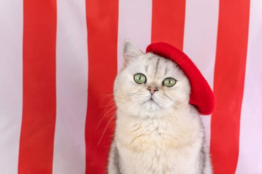 Adorable cat in red beret against red and white striped backdrop.
