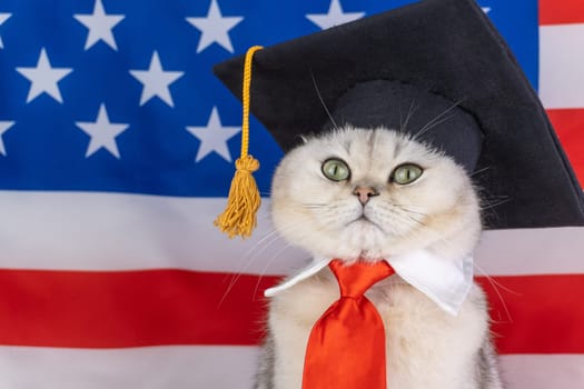 Cat in graduation cap with tie in front of american flag.