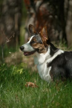 Portrait of a dog of the breed Welsh Corgi Cardigan on the nature on the grass