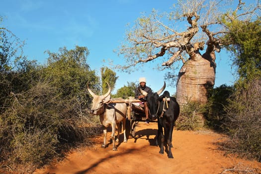 Ifaty, Madagascar - May 01, 2019: Unknown Malagasy man driving simple wooden cart pulled by two zebu cattle on bright sunny day, baobab tree and small bushes in background