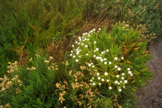Local flora - grass and small bushes, most of it endemic to Madagascar growing in Andringitra National Park as seen during trek to peak Boby