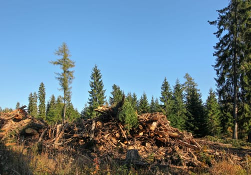 Tree roots after forest cleaning placed on heap, trees with clear sky above background