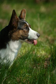 Welsh Corgi dog breed cardigan sits on the grass and shows tongue