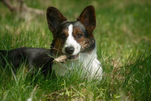 Welsh Corgi dog breed cardigan lies on the grass and holds a stick in his teeth