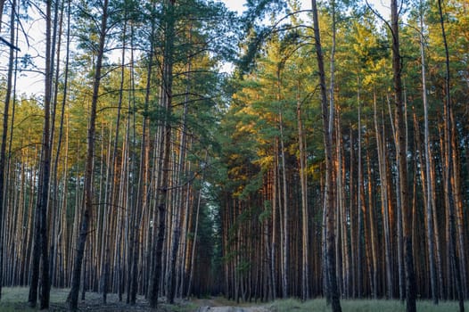 Sunlight filters through towering pines, casting a warm glow on a peaceful forest pathway at dusk.