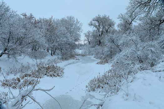 Gentle snowfall blankets the landscape, creating a serene and tranquil environment in winter's embrace.