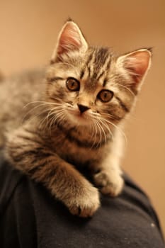 Tri-colored cat lying in cozy living room at home, funny kitten enjoying rest at home, British cat resting in decorated room. Warm lighting, yellow shades