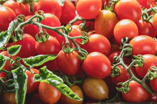 Ripe red cherry tomatoes on the vine, displaying vibrant color and freshness, ready for harvest