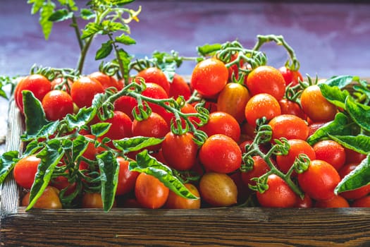 Ripe cherry tomatoes on the vine, freshly harvested and glistening with water droplets, sit in a rustic wooden crate