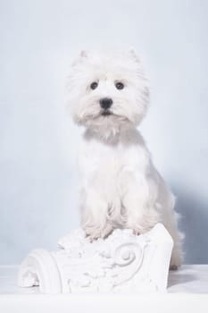 a small white dog of the West Highland White Terrier breed stands on its hind legs, leaning on a gypsum decoration half-cap