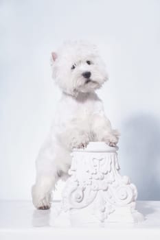 a small white dog of the West Highland White Terrier breed stands on its hind legs, leaning on a gypsum decoration half-cap
