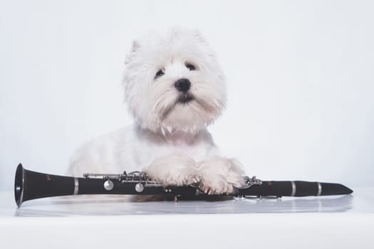 a little white West Highland White Terrier dog lying with his paws on a clarinet musical instrument