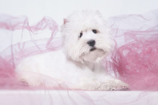 portrait of a small white dog of the West Highland White Terrier breed on pink cloth