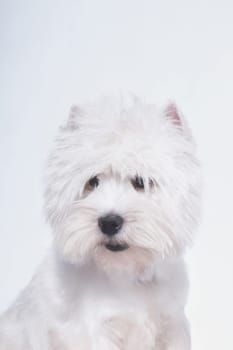 portrait of a small white dog of breed West Highland White Terrier