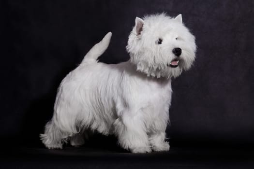 A small white dog of the West Highland White Terrier breed is standing in a stand on a black background