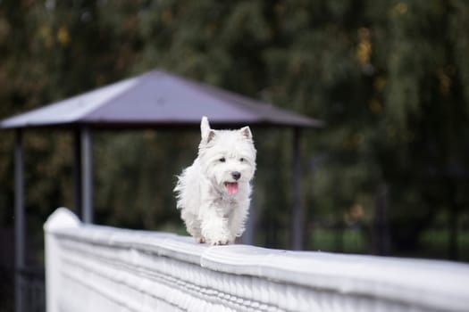 West Highland White Terrier small white dog walking on a stucco white fence