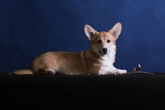 Little red puppy of Welsh Corgi Pembroke breed lies on a blue background