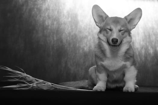 A little red-haired puppy of the Welsh Corgi Pembroke breed sits and smiles on a black and white photo