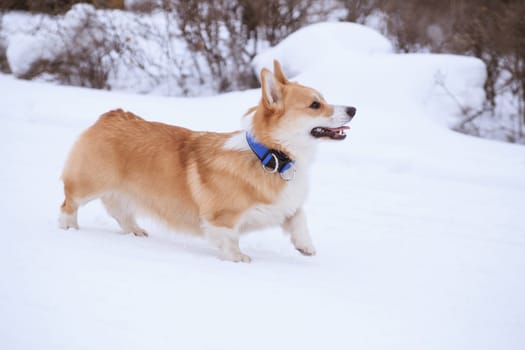 Welsh Corgi Pembroke red dog on a winter walk in the park