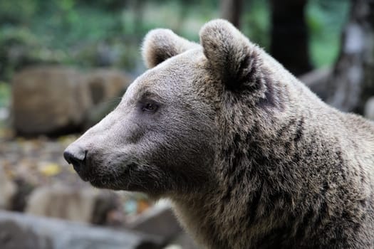 Brown bear gazing intently displaying its majestic fur and distinctive features under soft light