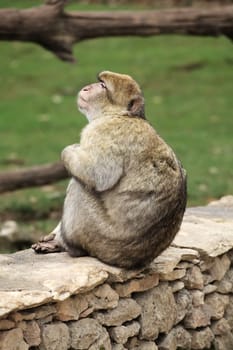 A Barbary macaque rests on a stone wall, enjoying the serene surroundings of Monkey Forest park in France.