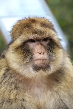 A Barbary macaque rests in France's Monkey Forest, highlighting its expressive features amid nature.