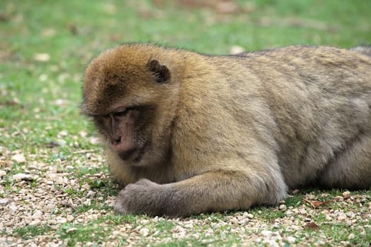 A Barbary macaque lounges peacefully on the grass, enjoying a tranquil moment in Monkey Forest park, France.